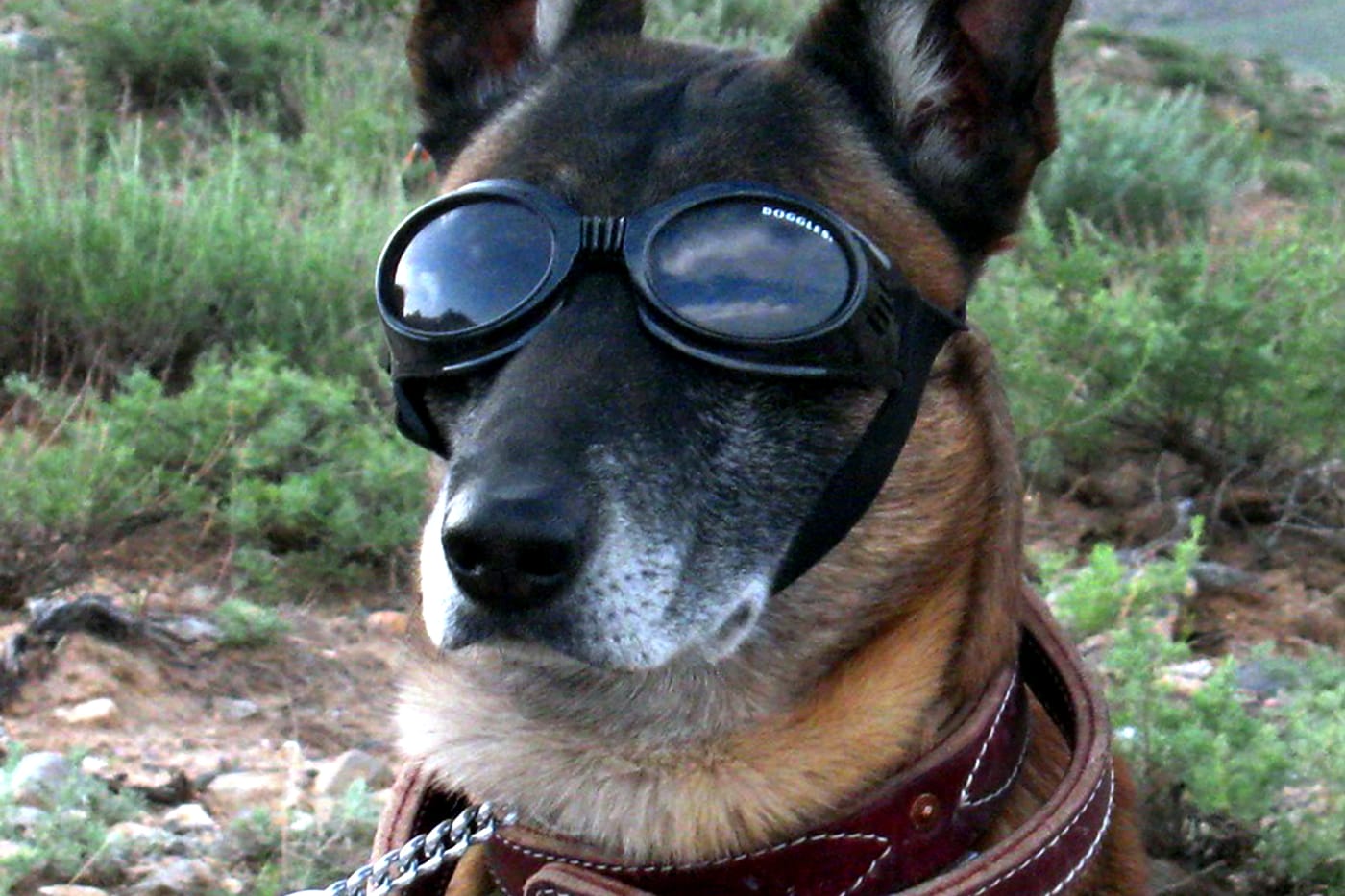 Perro de trabajo K9 con equipo de proteccion profesional